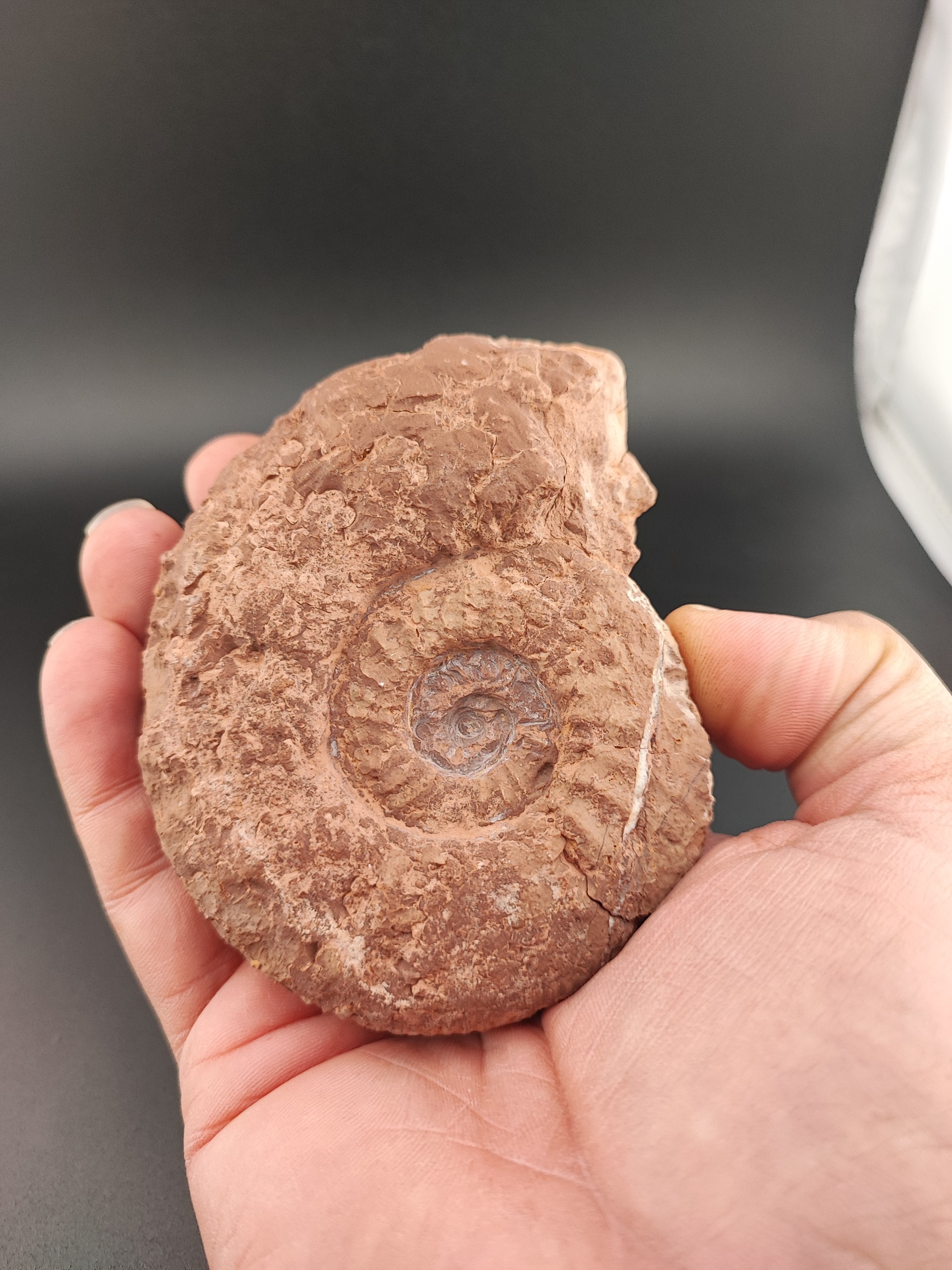 فسیل آمونیت ژوراسیک کلکسیونی