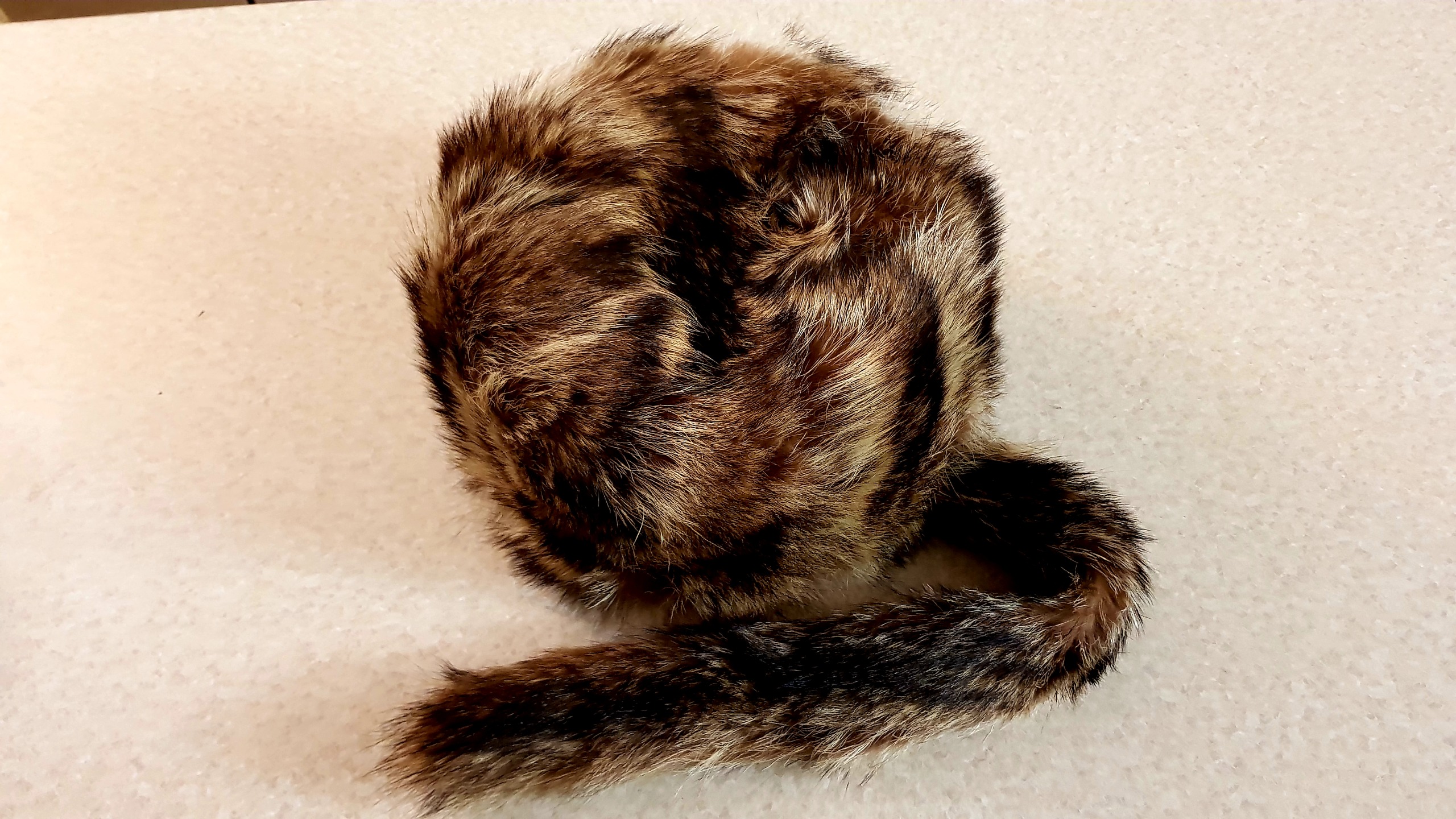 کلاه پوستی اصل