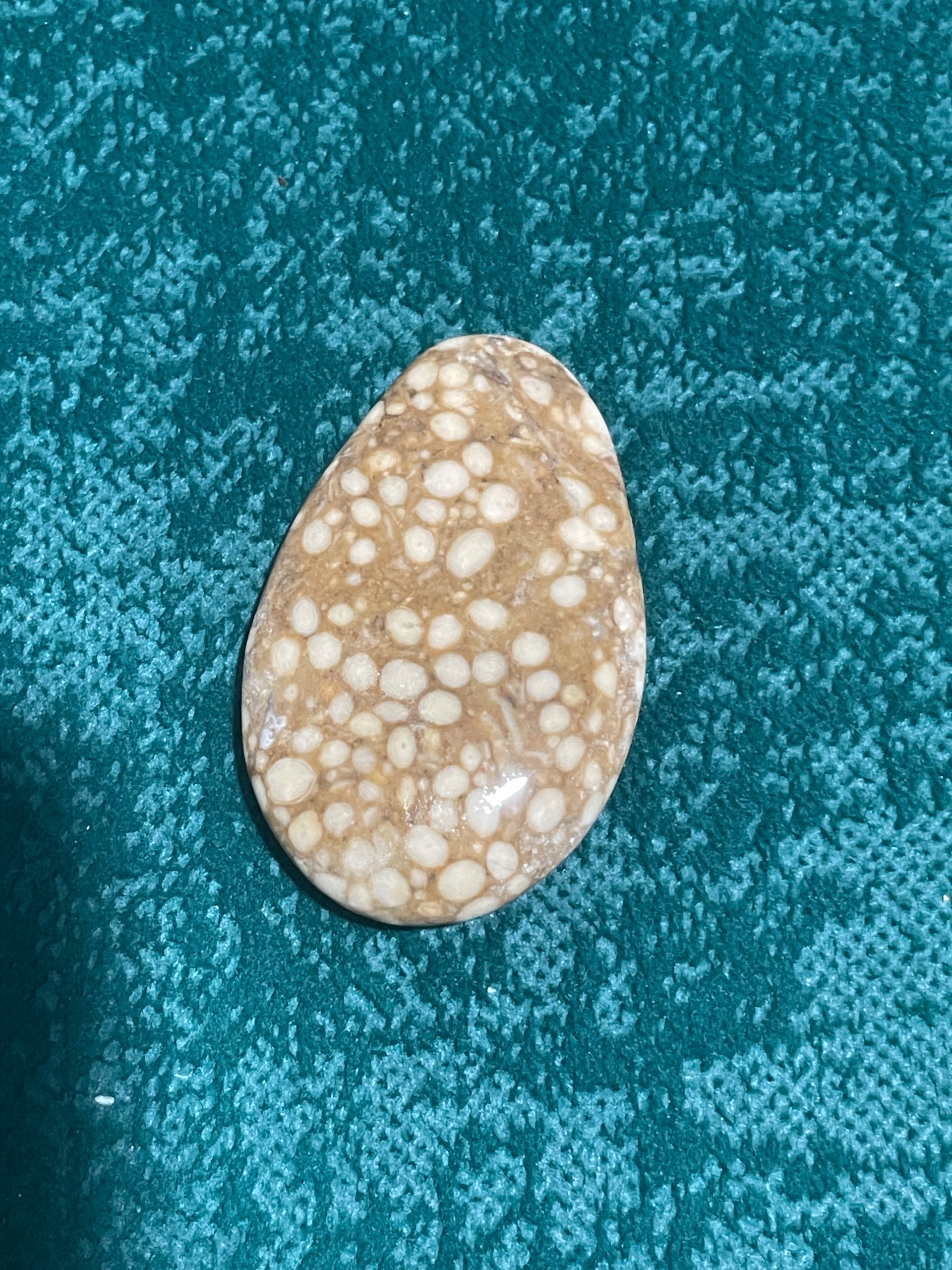 مهره سنگ گندم(حجر الحنطه)