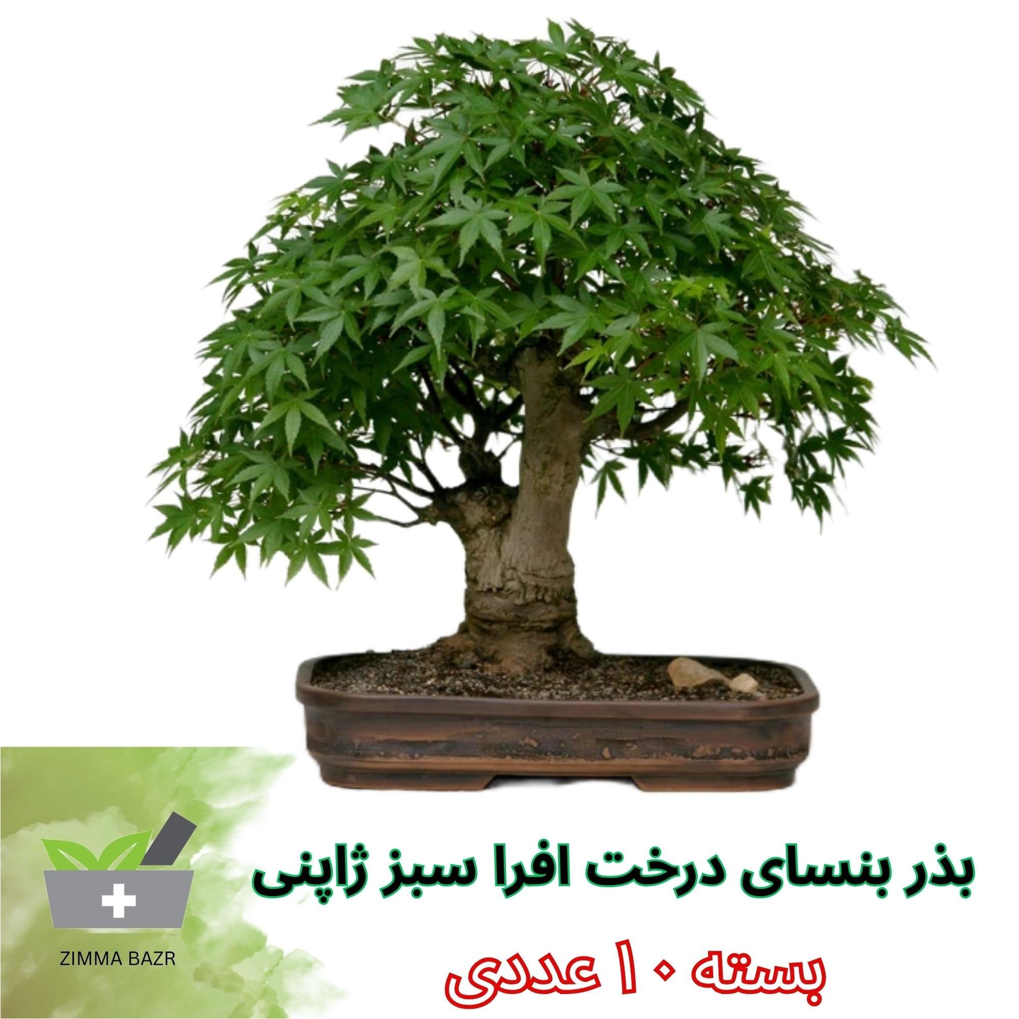بذر بنسای درخت افرا سبز ژاپنی 20عددی ZIMMA