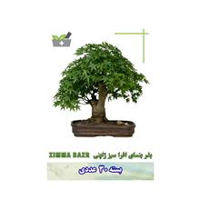 بذر