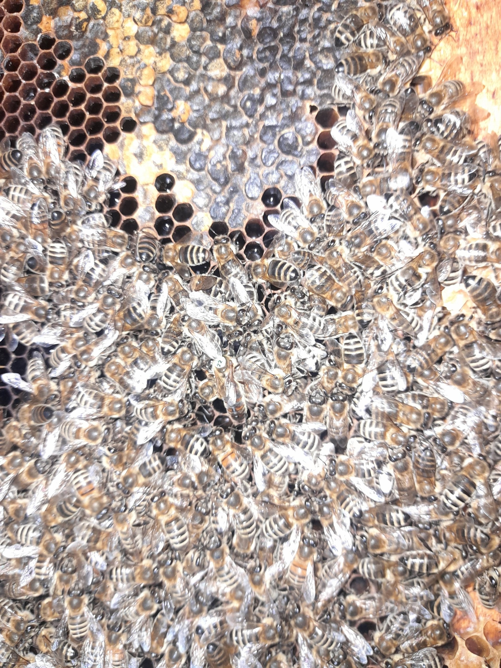 فروش کلونی و کندوی زنبور عسل