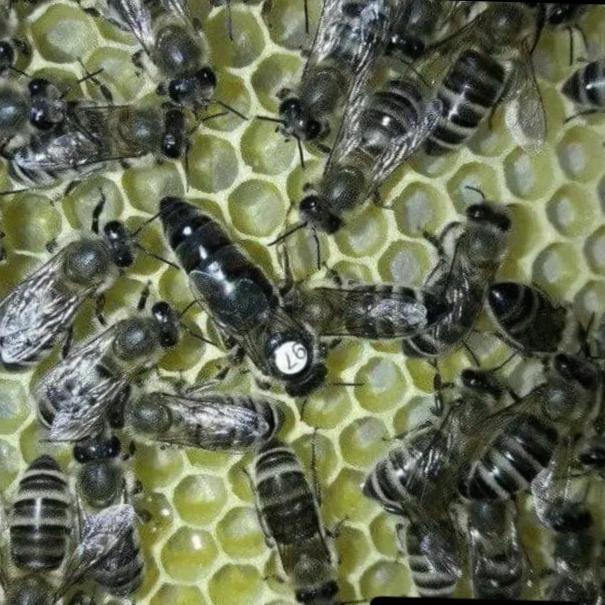 فروش کندو 3قاب ملکه لاین کارنیکا وارداتی