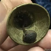 زنگوله