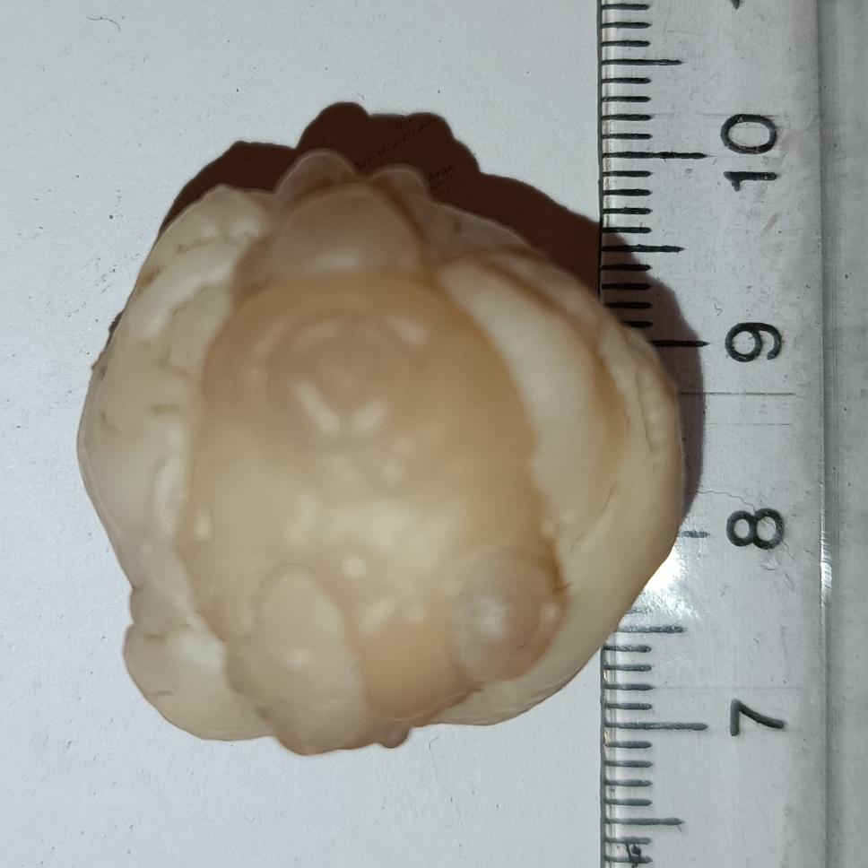 سنگ مهره فسیل زوعه چرب درشت مصور