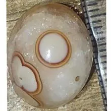 نگین