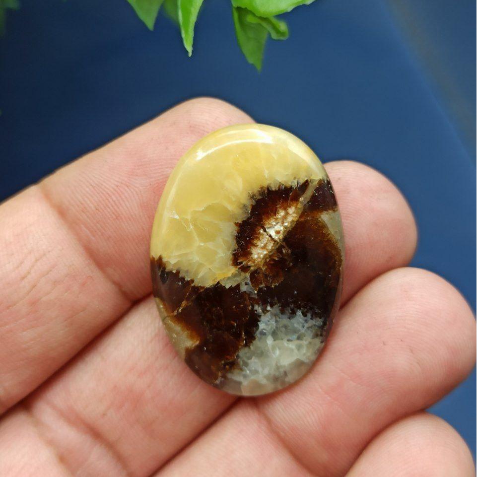 سپتارین زرد مراکش