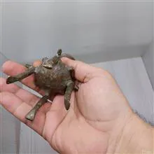 جفت