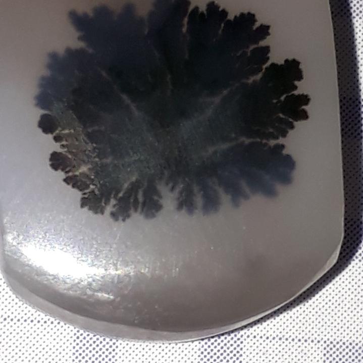 نگین شجر طبیعی