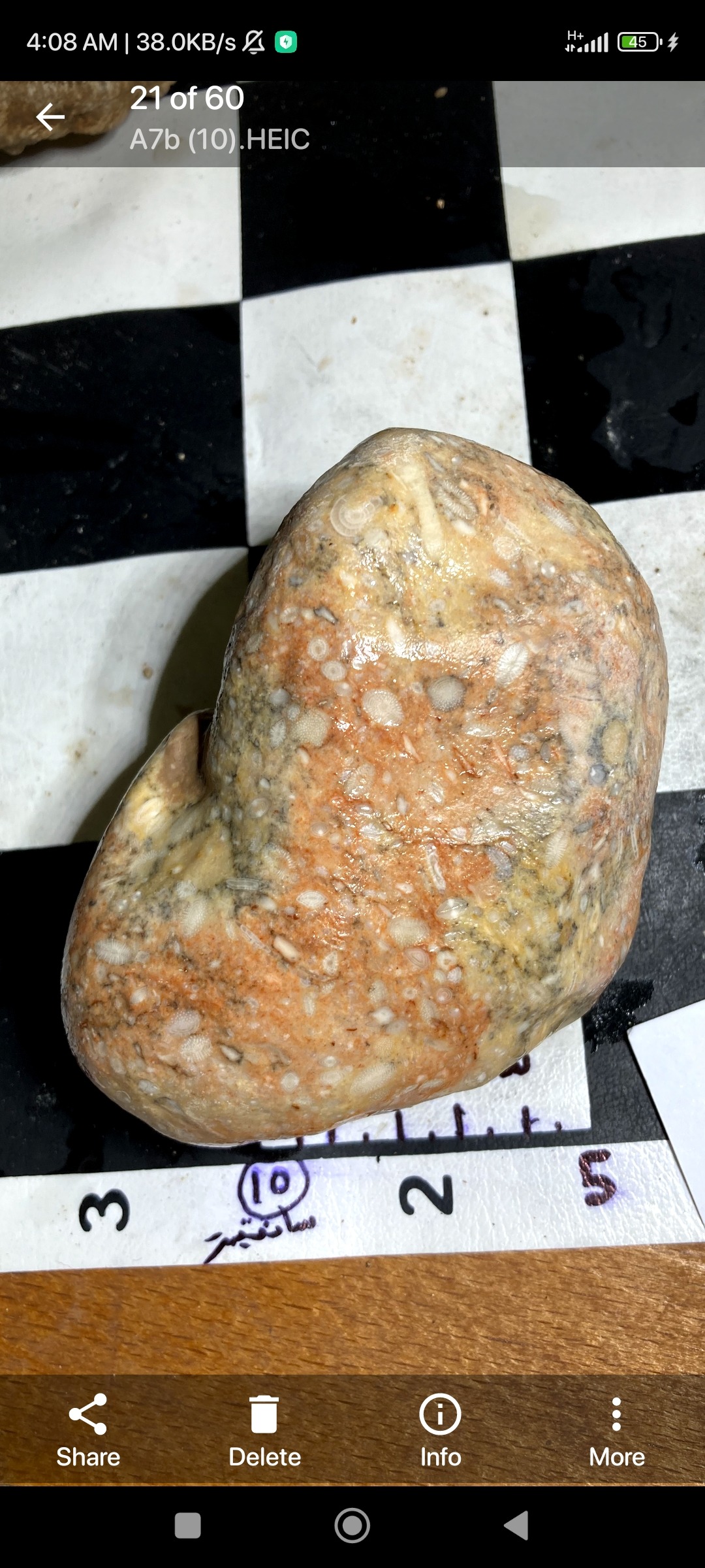 فسیل نومولیتی بسیار نادر