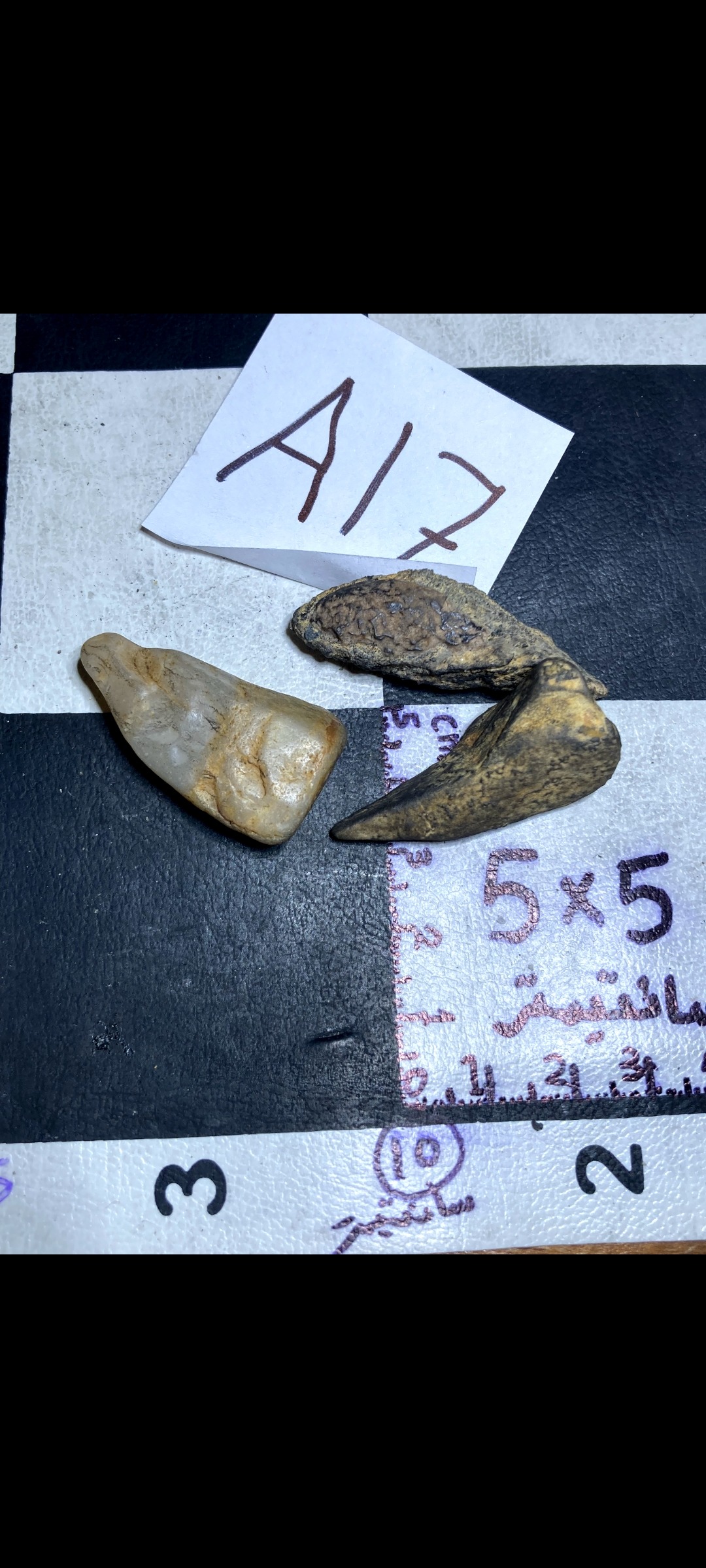 کوچکترین پرندگان سنگی قدیمی