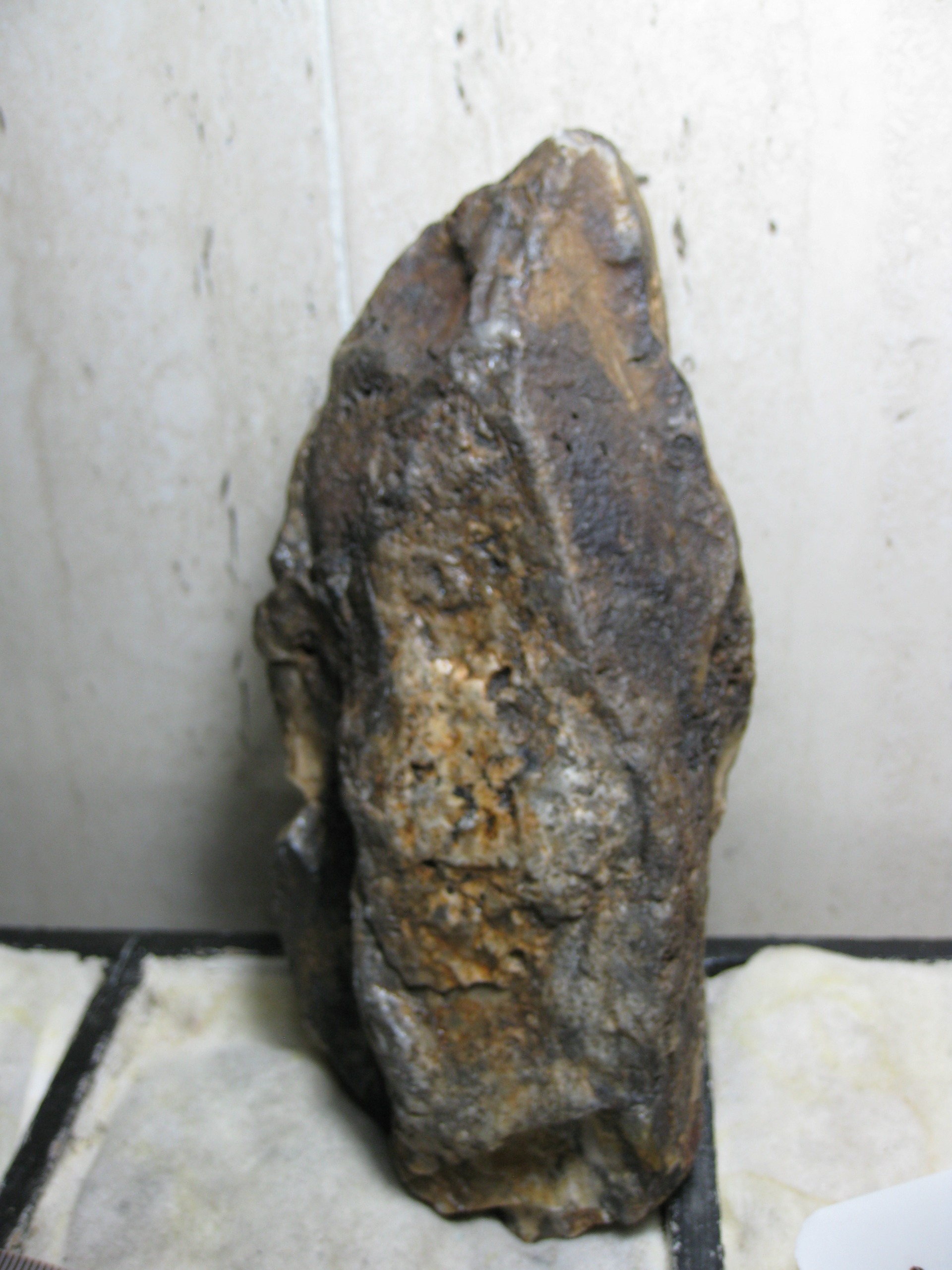 فسیل بسیار نادر از چوب