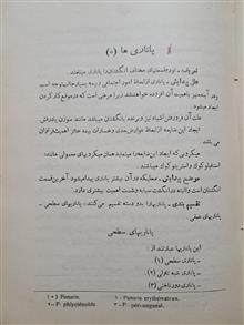 درد