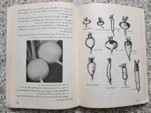 سبزیکاری