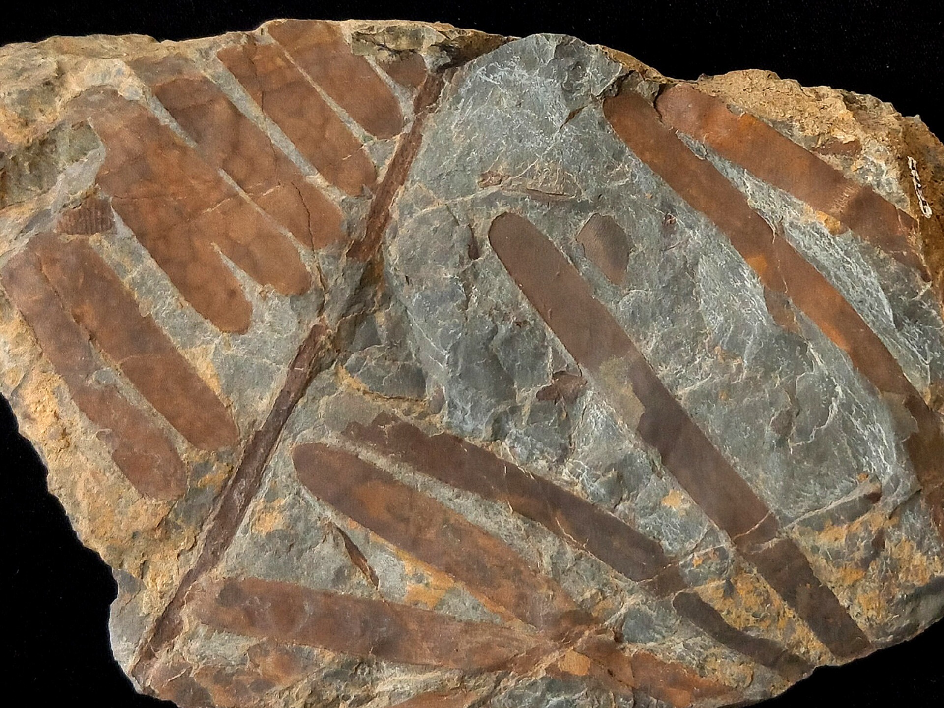 فسیل برگ گیاه زامیتس پرسیکا از تریاس البرز بزرگ