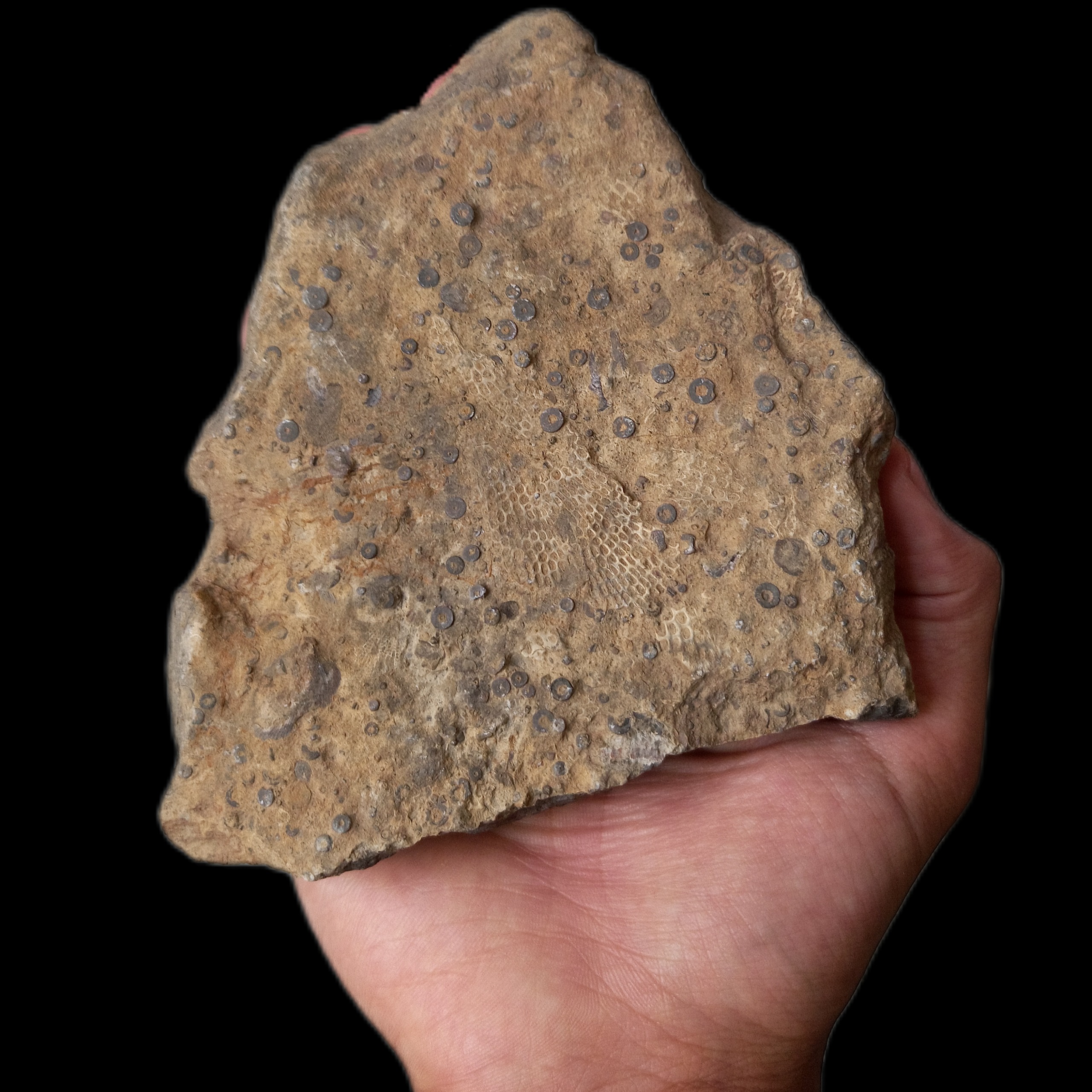 فسیل کرینوئید و بریوزآ 260 میلیون ساله B1