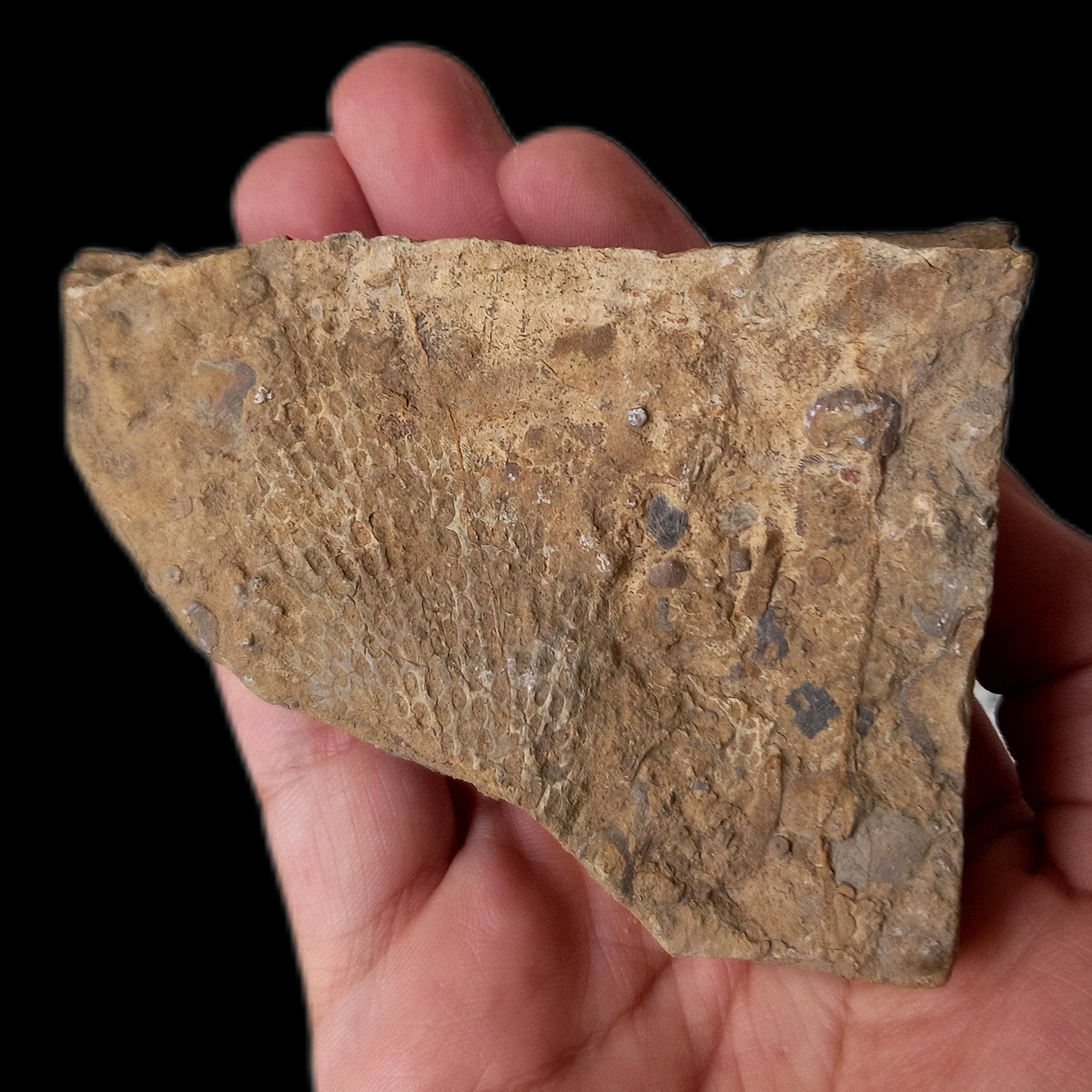 فسیل بریوزوآ از 260 میلیون سال پیش B5