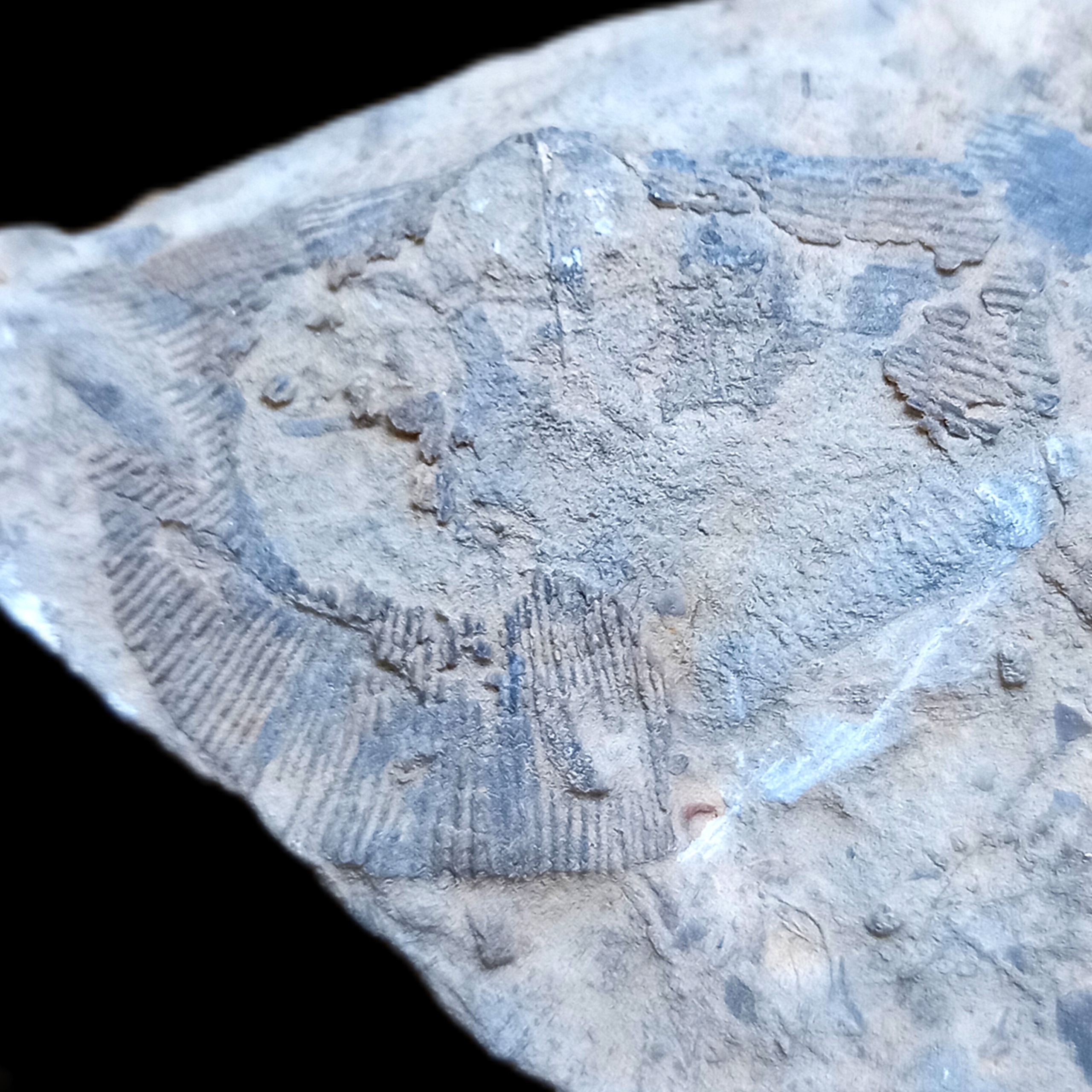 فسیل صدف براکیوپود کمیاب 260 میلیون ساله B6