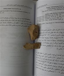 فسیل