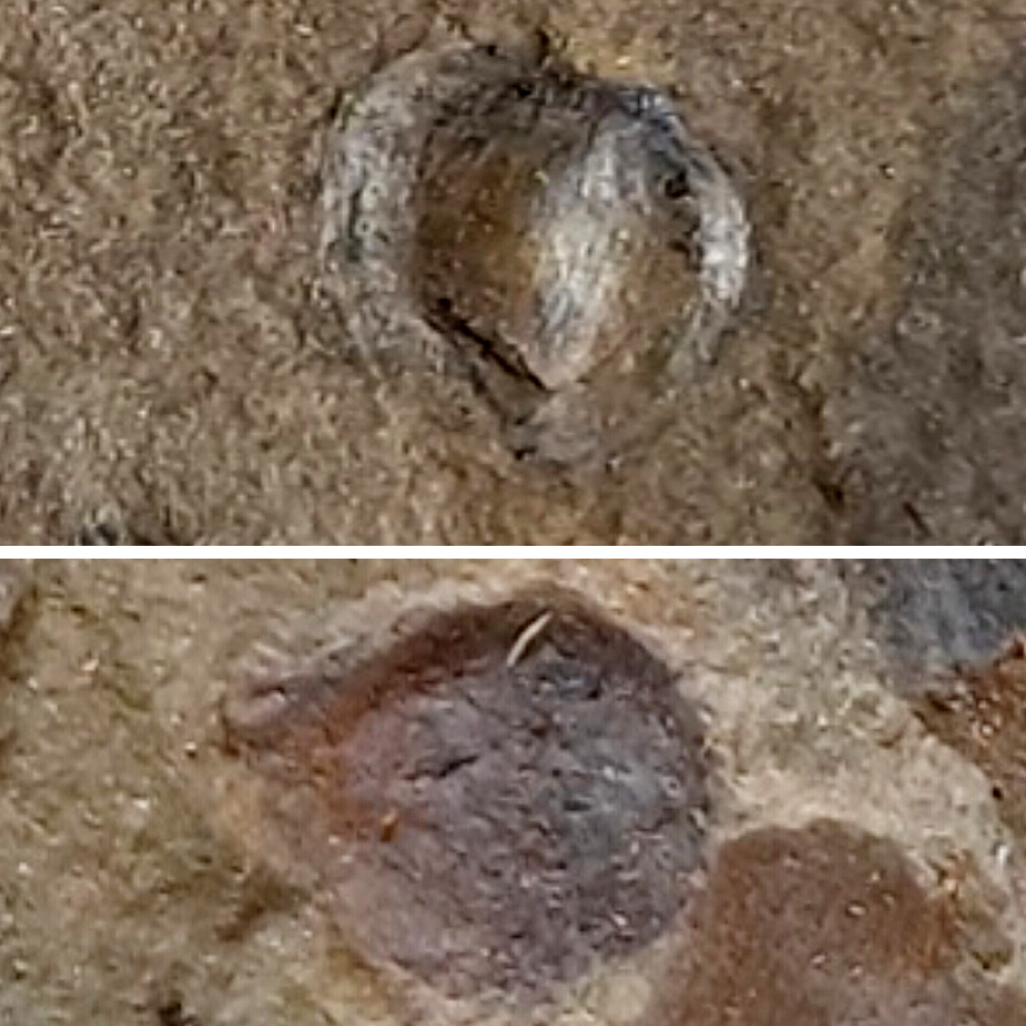 فسیل دو دانه گیاهان تریاس همراه جعبه مخصوص