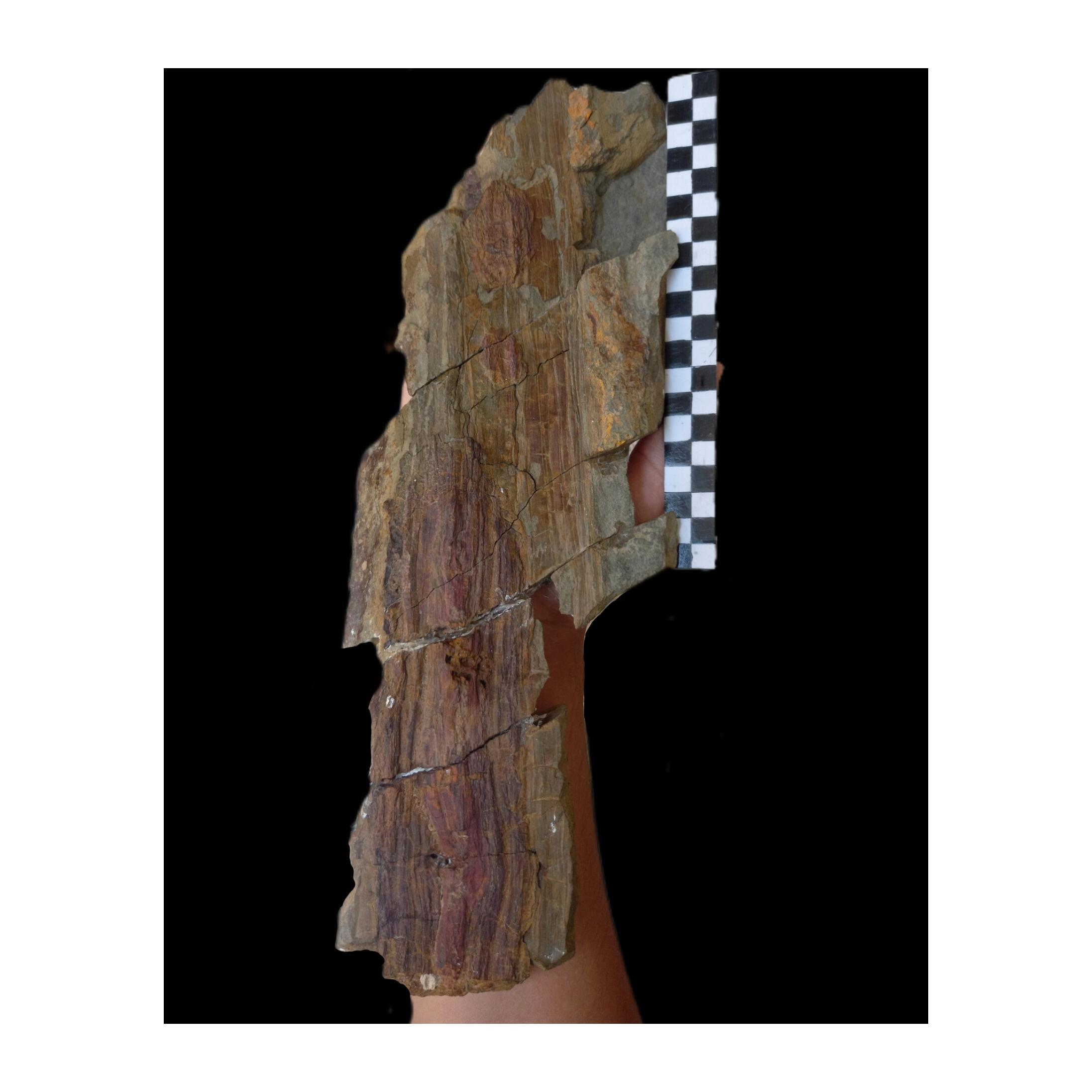 فسیل غولپیکر تنه درختان 200 میلیون ساله