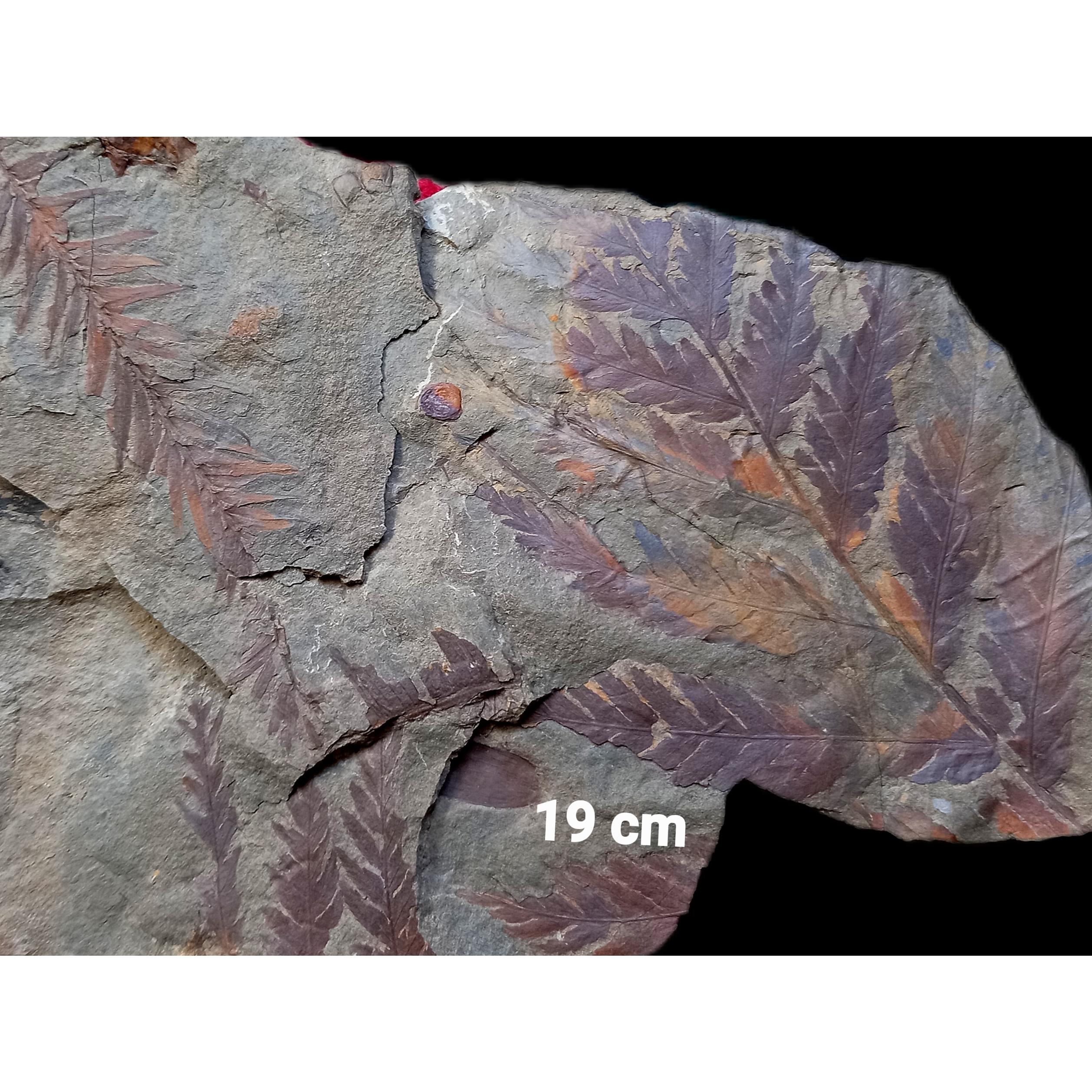 فسیل 16 برگ سرخس تودیتس از سازند کلاریز