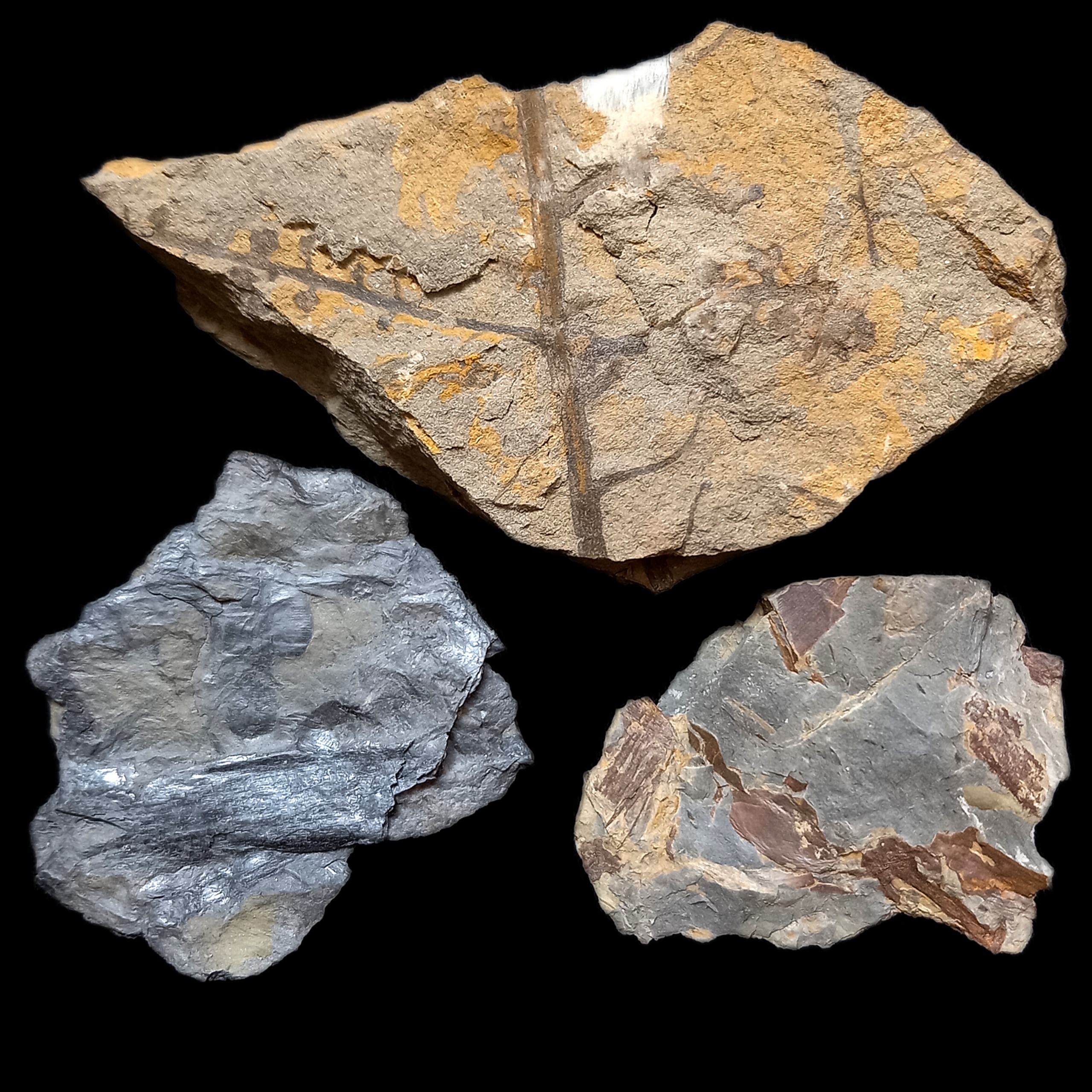 فسیل سه نوع مختلف اندام تولید مثلی گیاهان تریاس