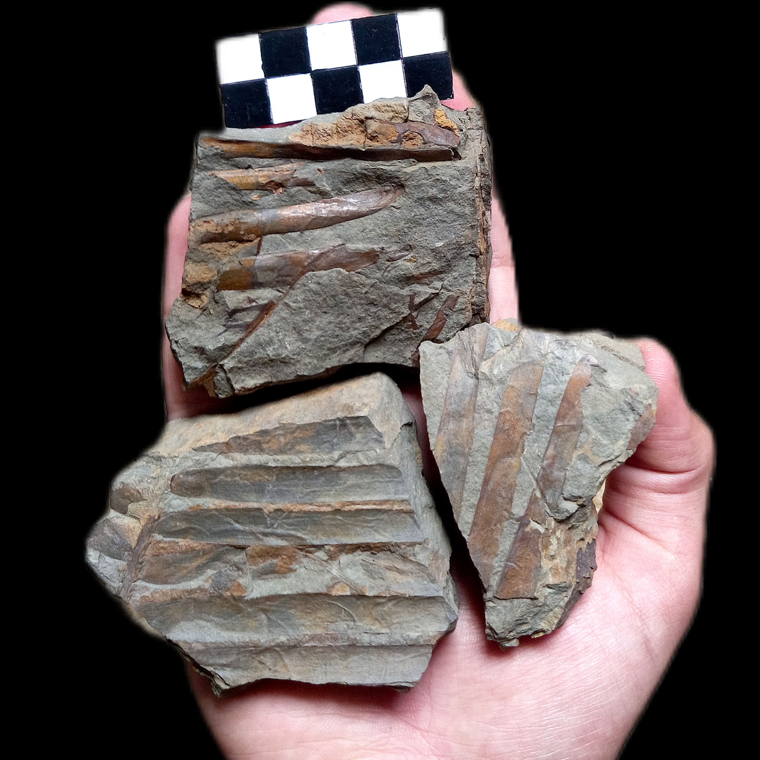 فسیل برگ گیاهان زامیتس 200 میلیون ساله E37