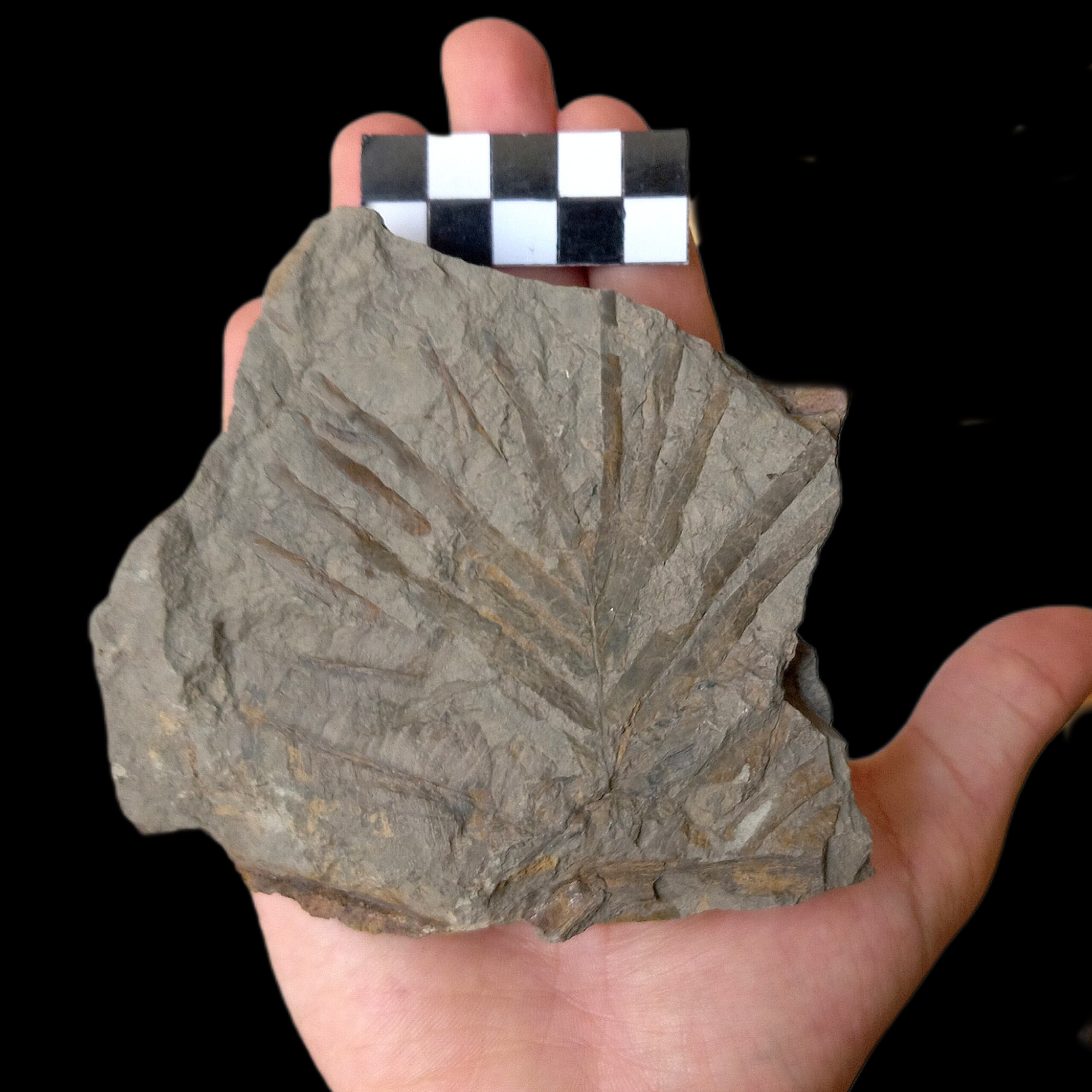 فسیل راس برگ گیاه زامیتس 200 میلیون ساله E33