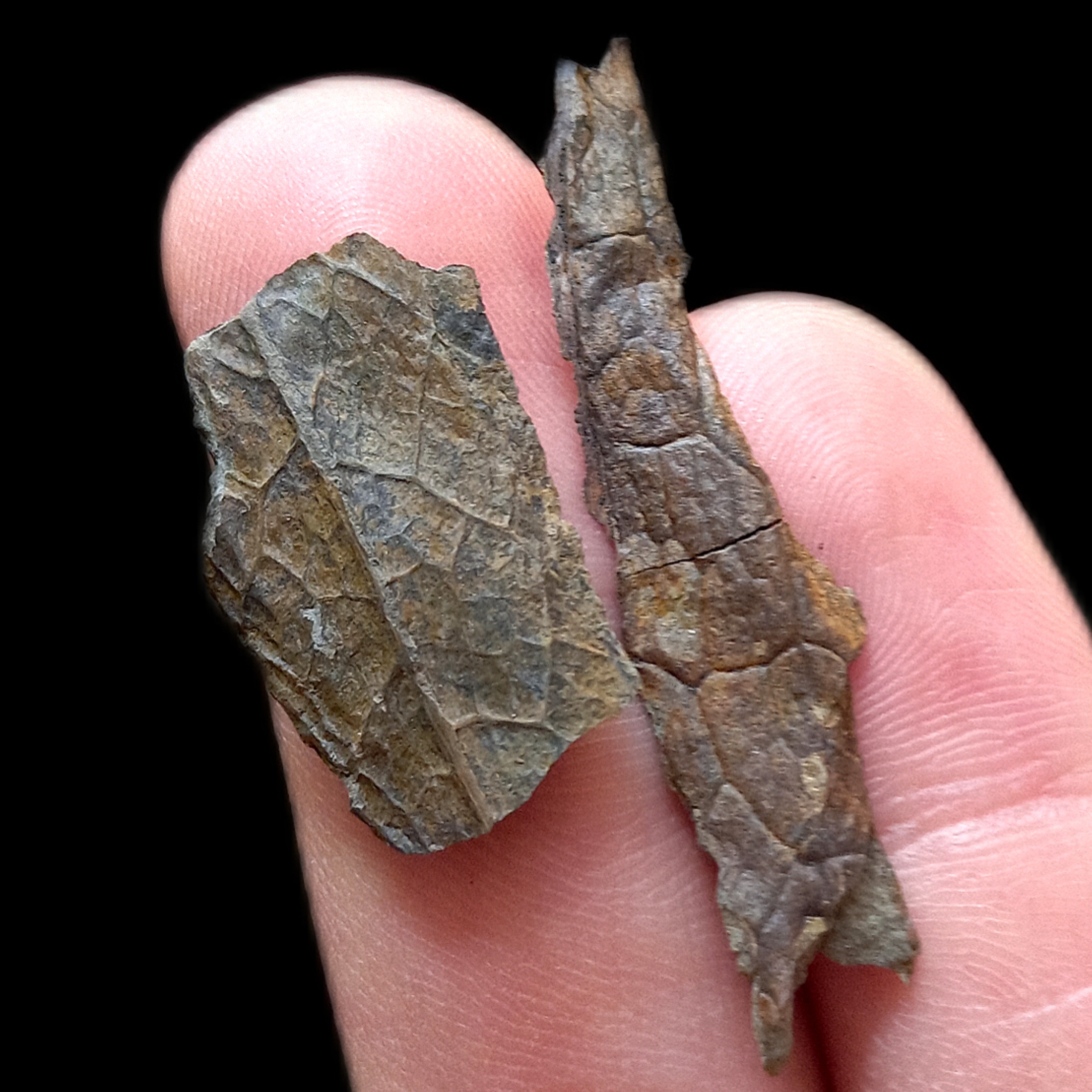 فسیل برگ کلاتروپتریس سه بعدی 200 میلیون ساله