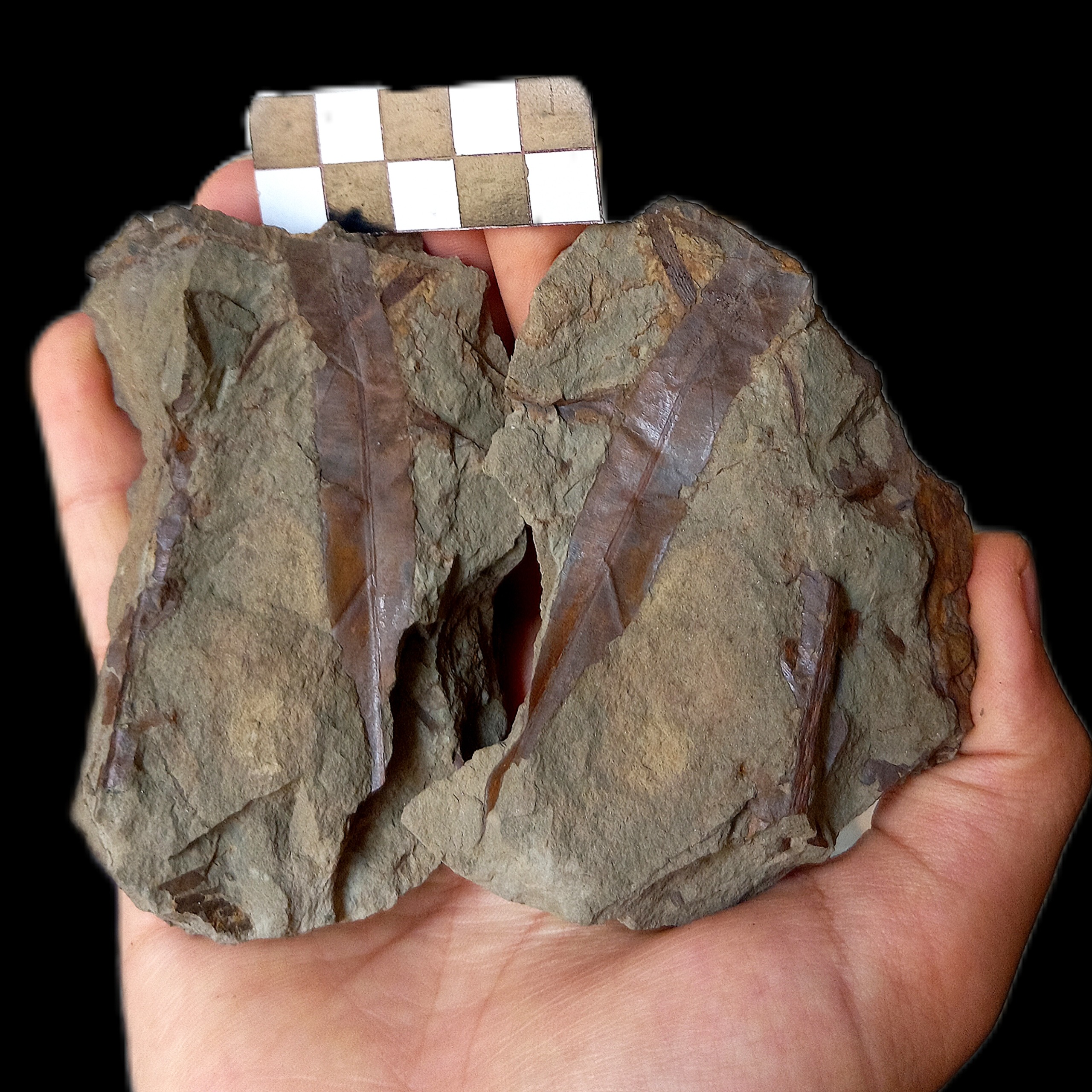 فسیل برگ گیاهان 200 میلیون ساله E36