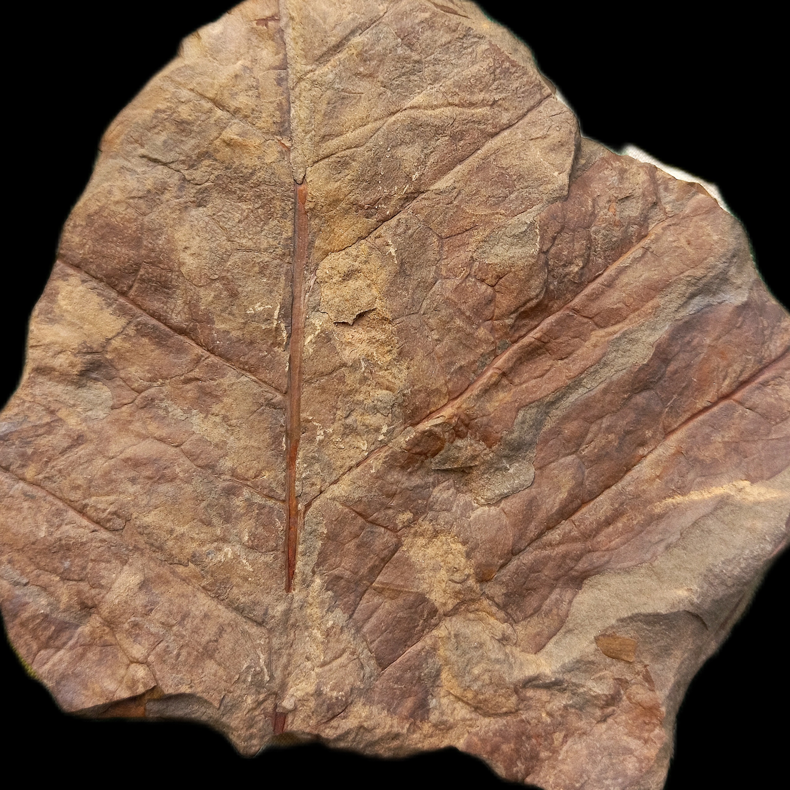 فسیل برگ سرخس نادر توماتوپتریس 200 میلیون ساله