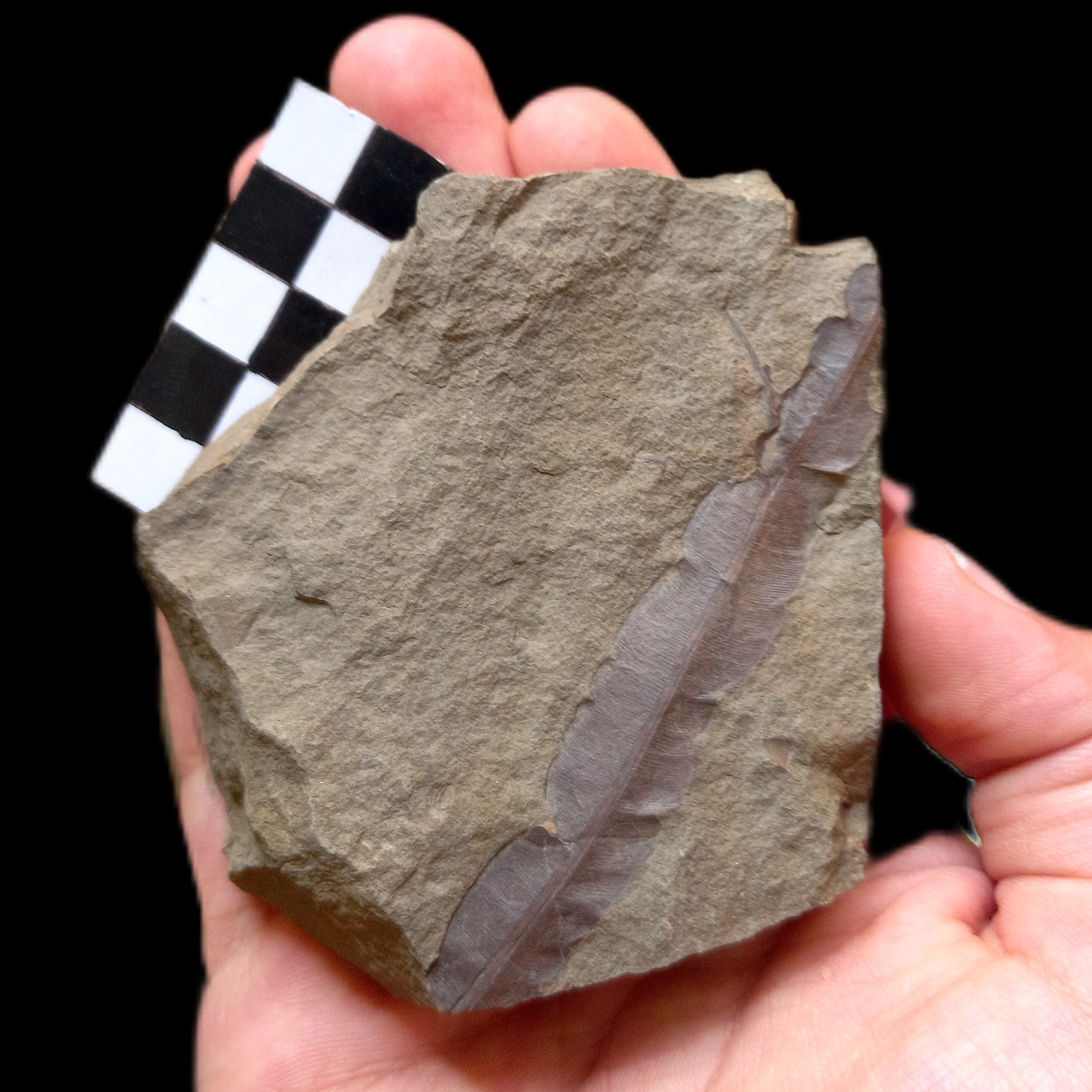 فسیل برگ گیاهان از 200 میلیون سال پیش E46