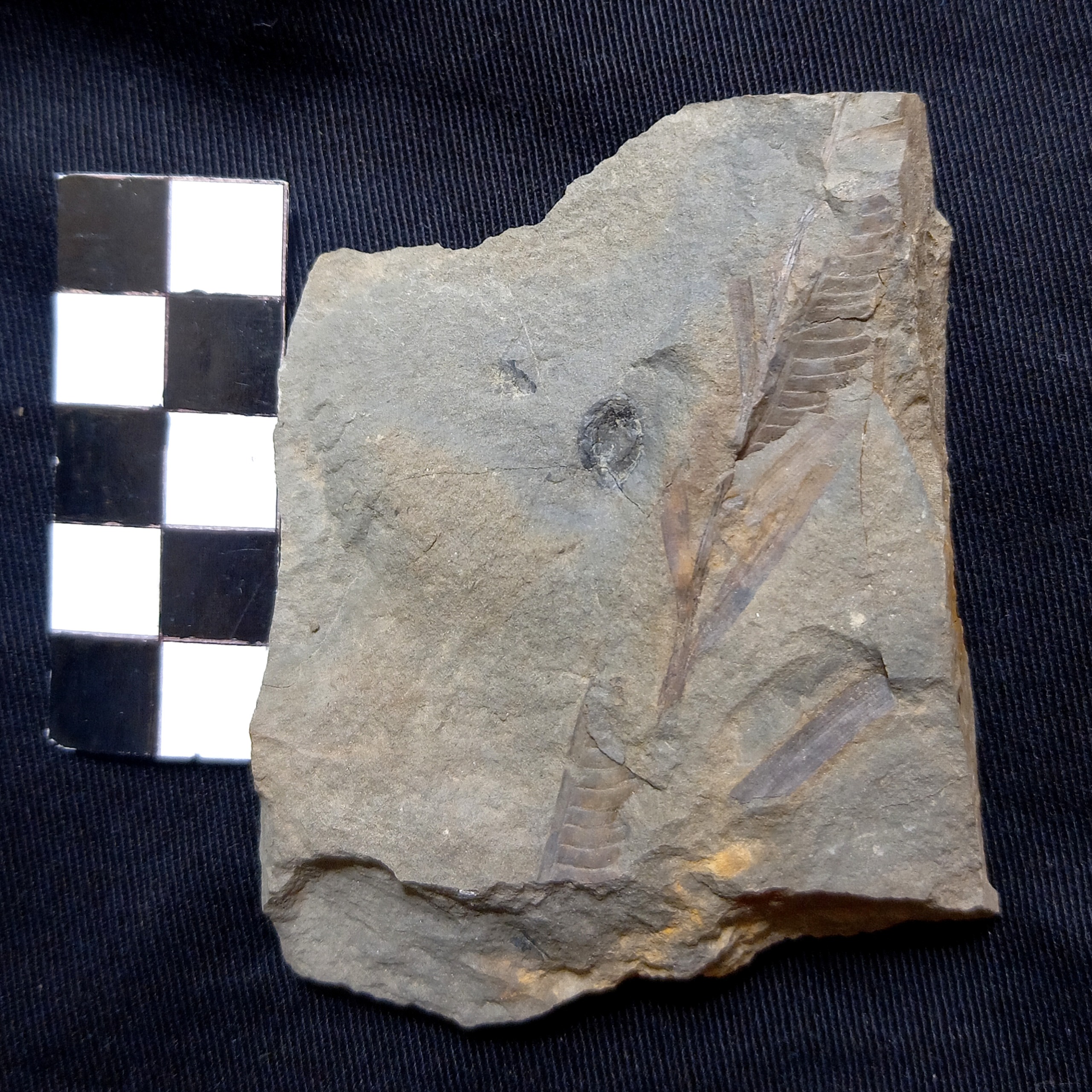 فسیل دانه بزرگ گیاهان 200 میلیون ساله E39