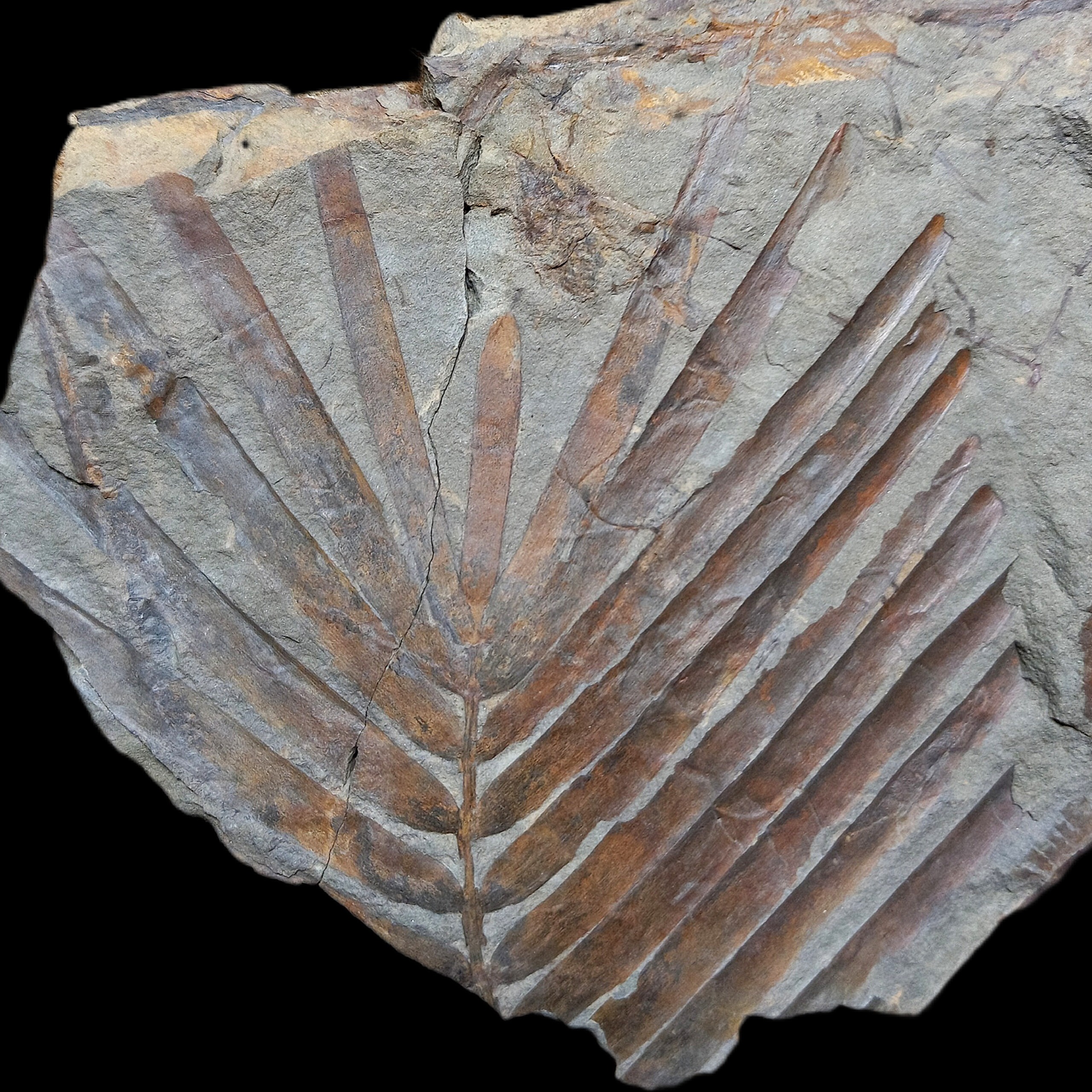 فسیل راس برگ گیاه زامیتس 200 میلیون ساله عالی