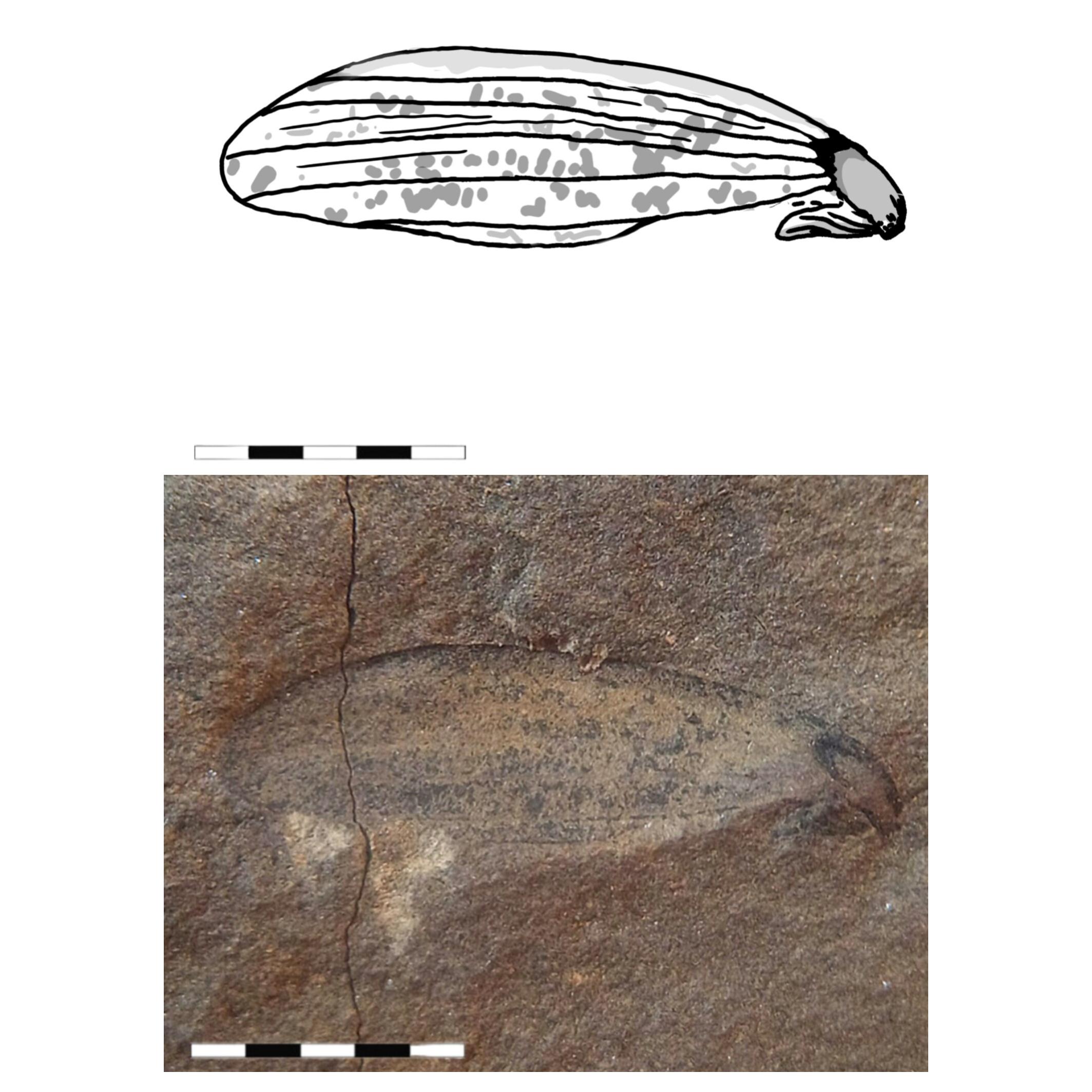 فسیل قدیمیترین بذر بالدار ایران