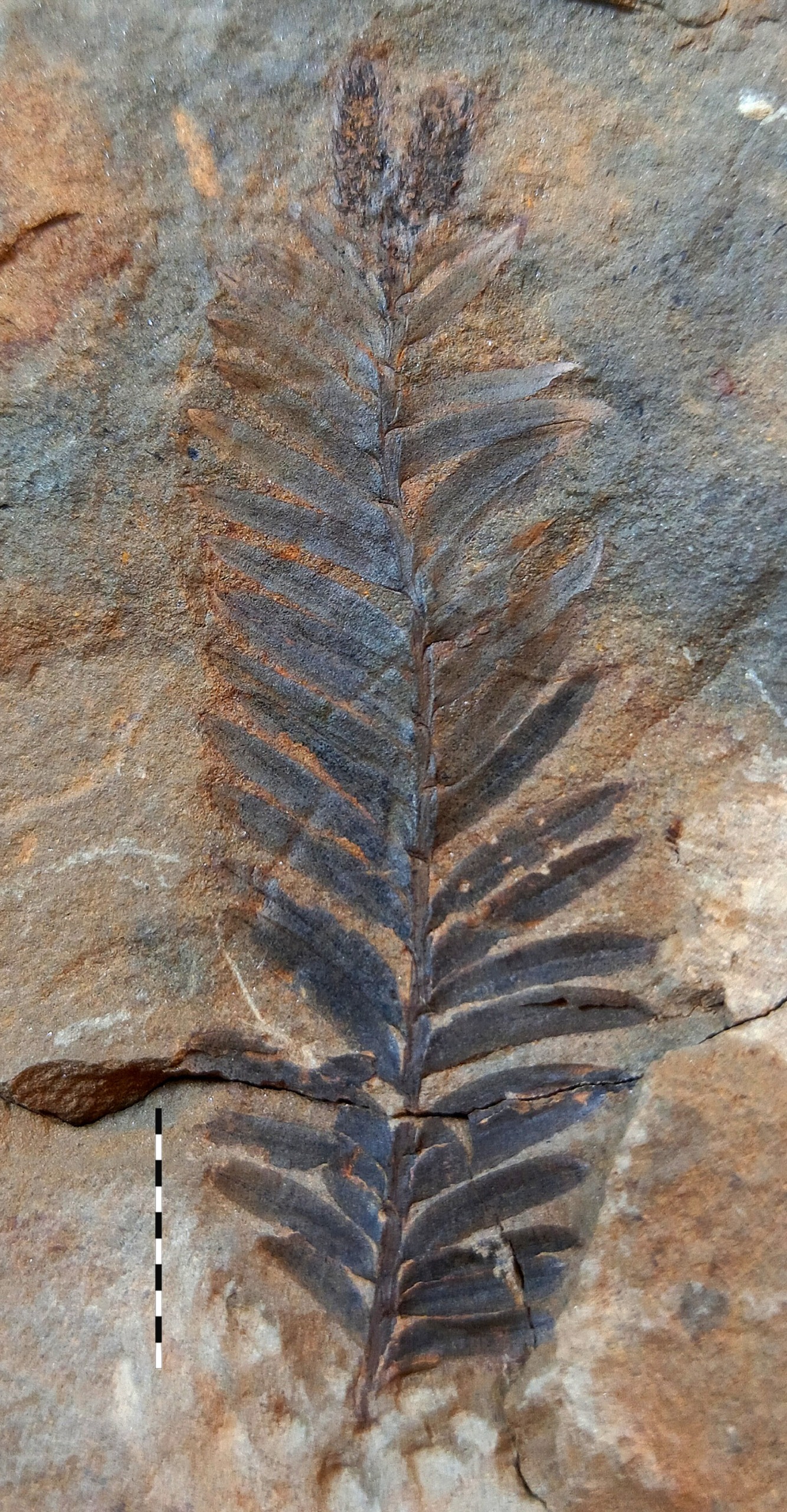 برترین فسیل مخروطیان ایران