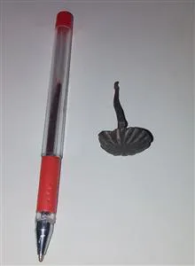 گل