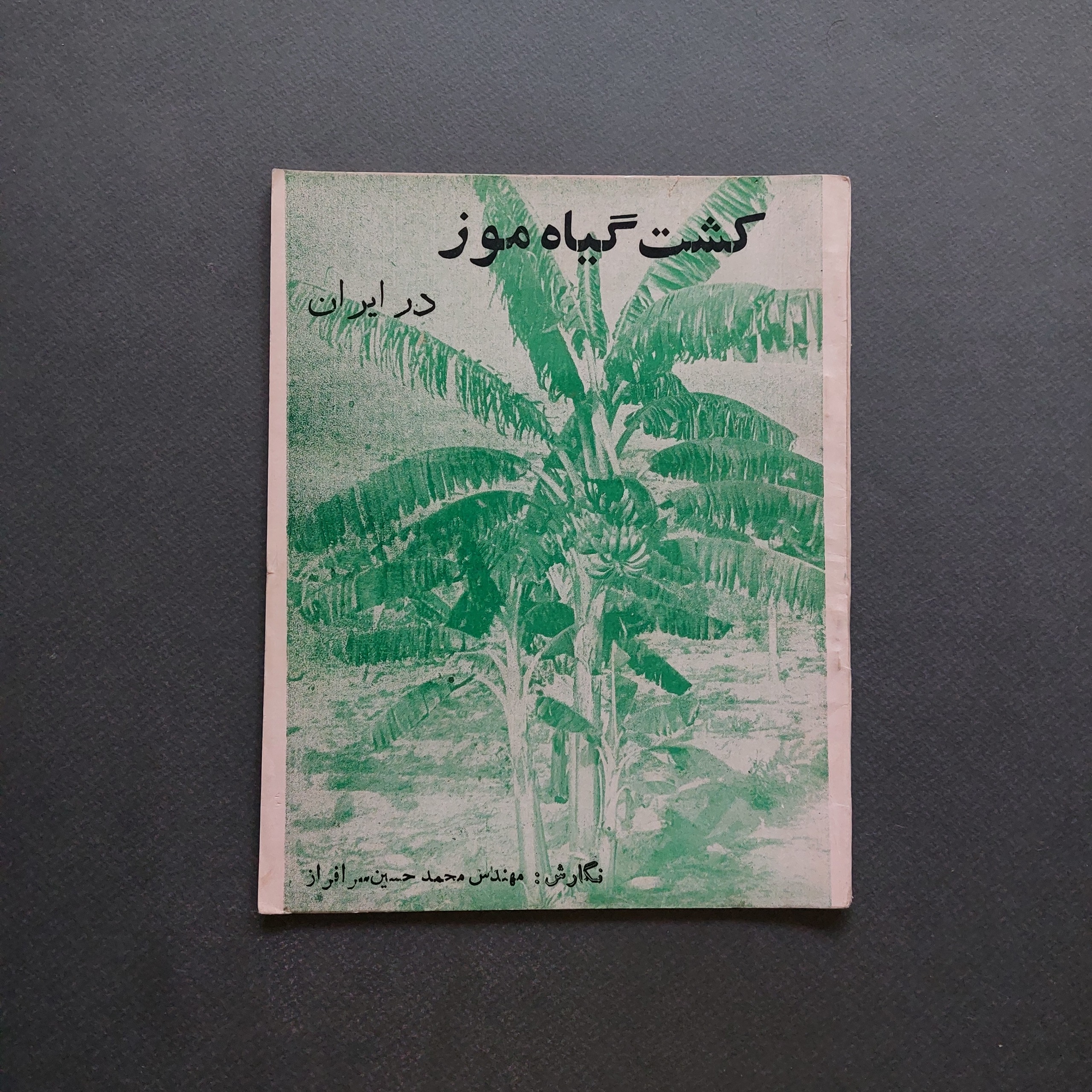 کشت گیاه موز در ایران