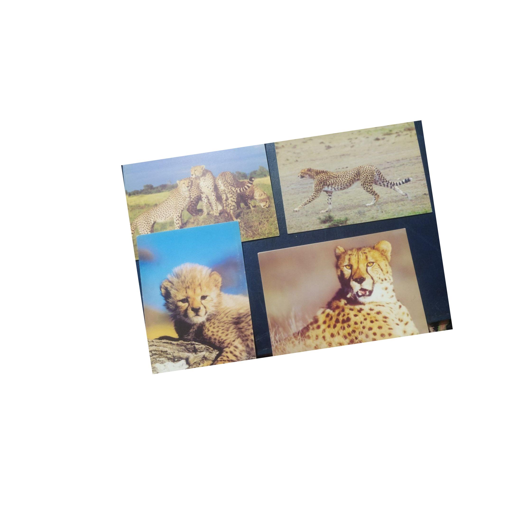 مجموعه 4عددی کارت پستال گونه های درحال انقراض