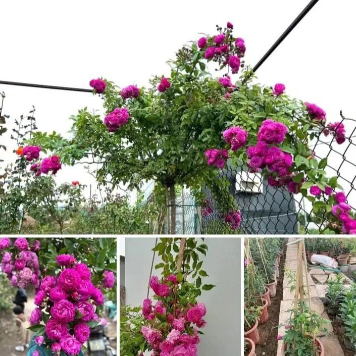 نهال رز خوشه ای رونده صورتی