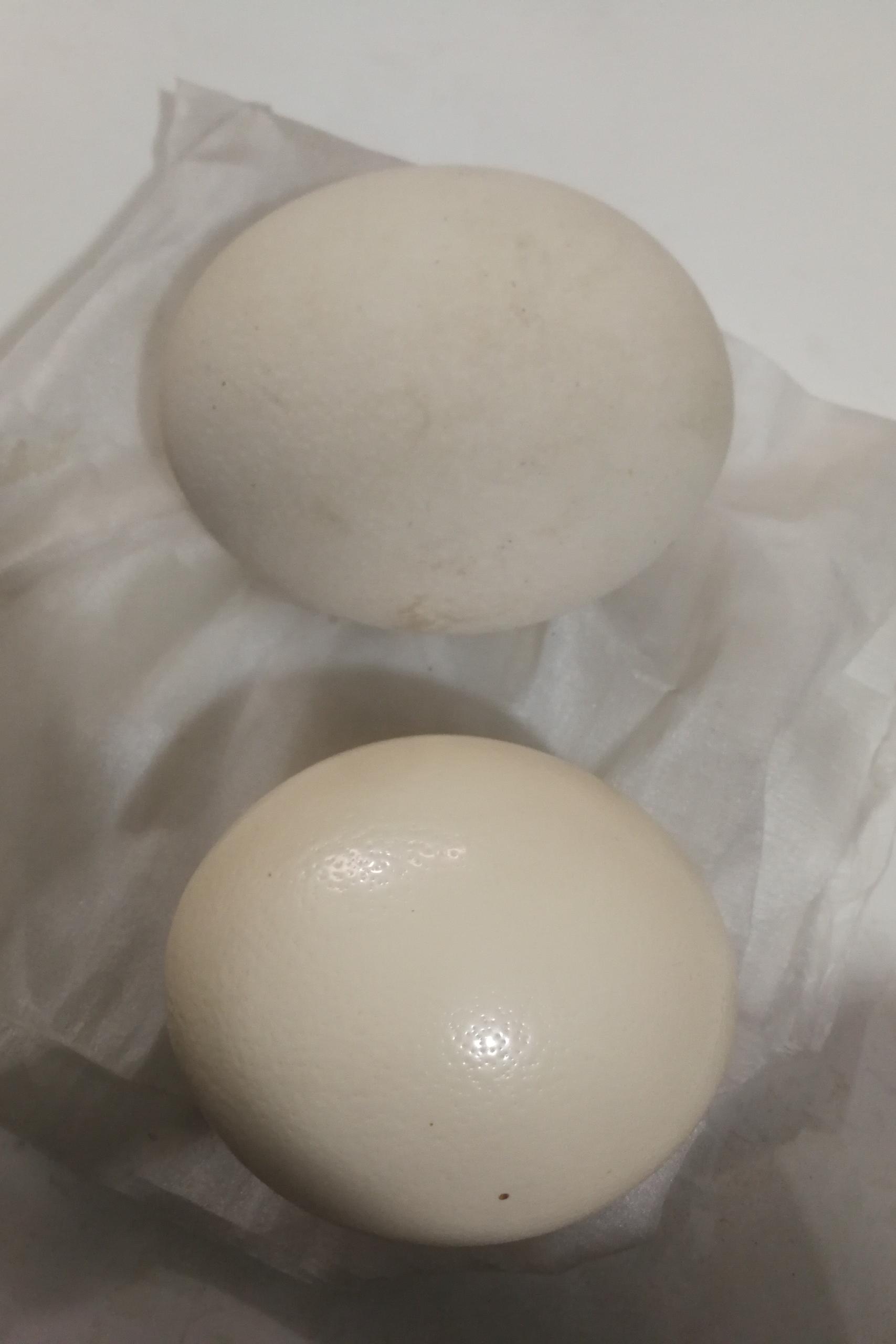 دوعدد تخم شترمرغ