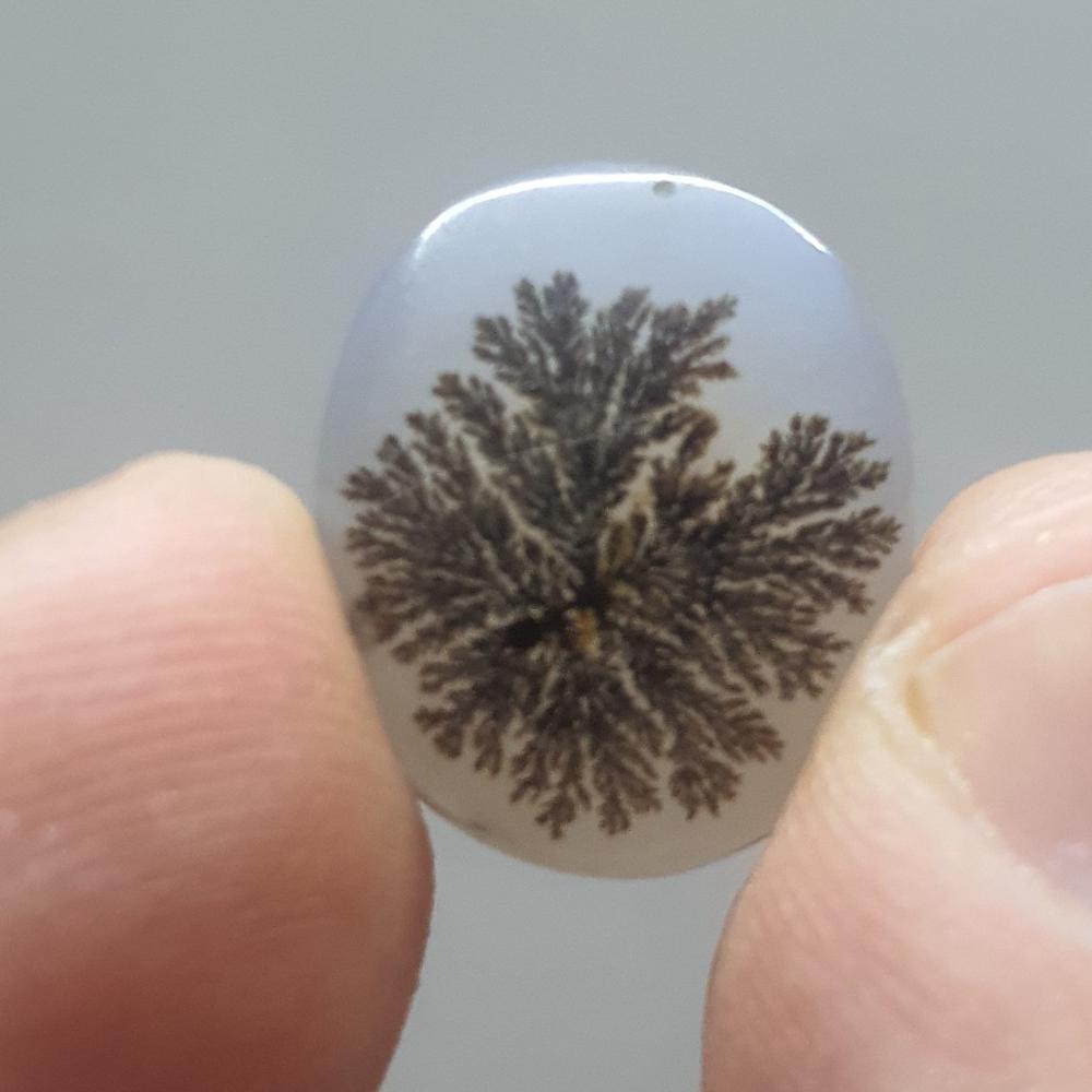 شجر قائن کلکسیونی سه عدد