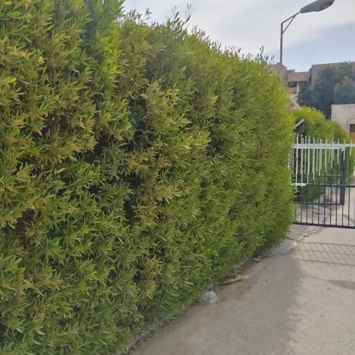 بذر شمشاد (200 عدد)