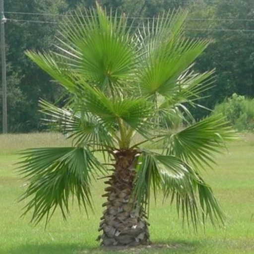 بذر نخل پالم واشنگتن (30 عدد)