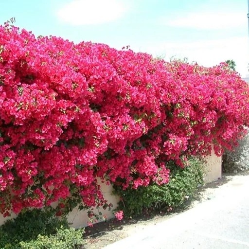 قلمه گل کاغذی (10 عدد)