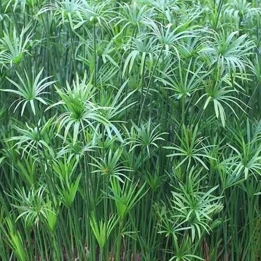 قلمه نخل مرداب (10 عدد)