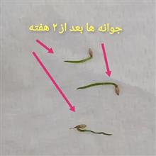 بذر