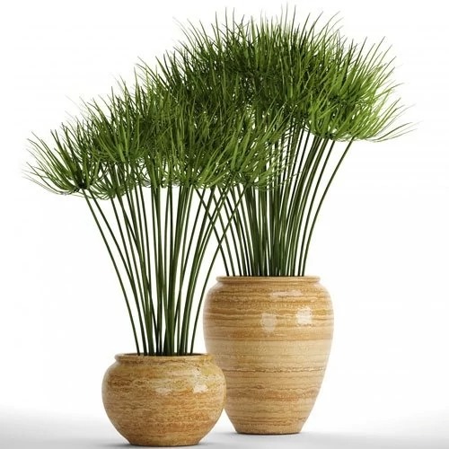 بذر نخل مرداب(50 عدد)