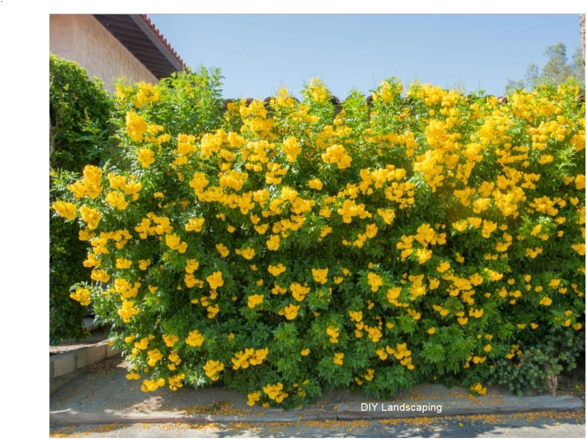 بذر گل تکوما(10 عدد)